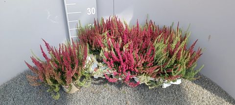 Calluna vulgaris GARDEN GIRLS MIX IN POT TWIN