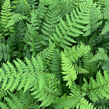 Polystichum setiferum