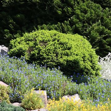 Picea mariana 'Nana'