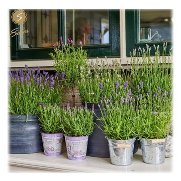 Lavandula angustifolia 'Felice Premium Provence'