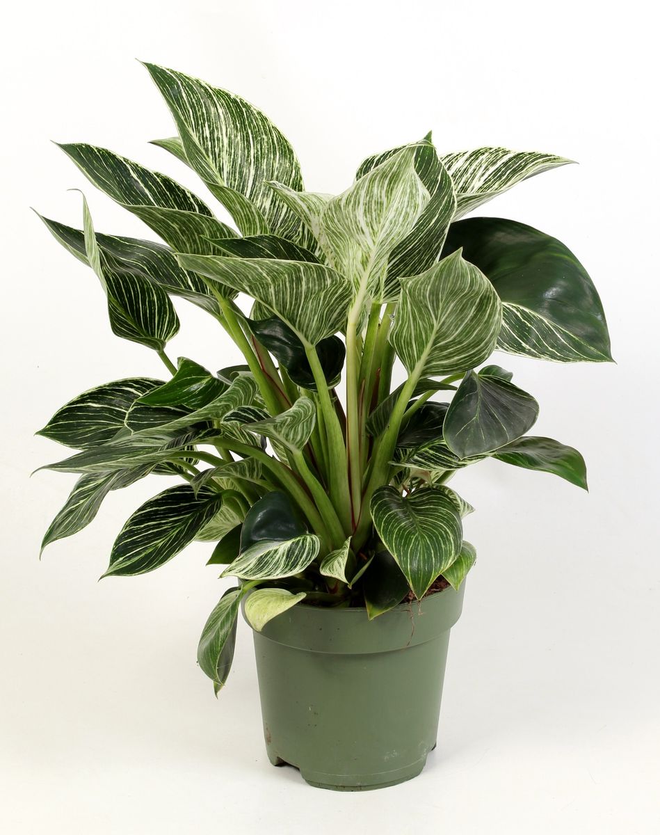 Philodendron BIRKIN / WHITE MEASURE  Plant Wholesale FlorAccess