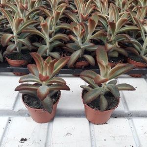 Kalanchoe tomentosa 'Chocolate Soldier'
