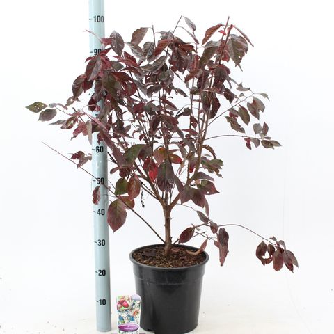 Prunus 'Trailblazer'