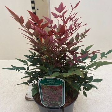 Nandina domestica OBSESSED