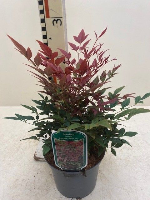 Nandina domestica OBSESSED