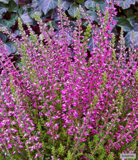 Calluna vulgaris GARDEN GIRLS ANGIE