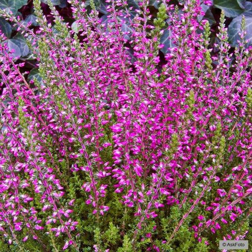 Calluna vulgaris GARDEN GIRLS ANGIE