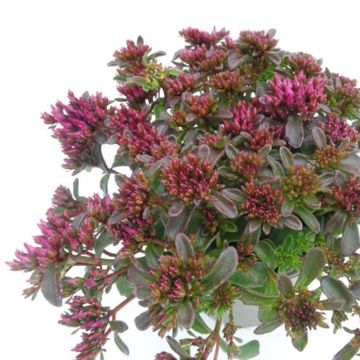 Sedum spurium SPOT ON DEEP ROSE