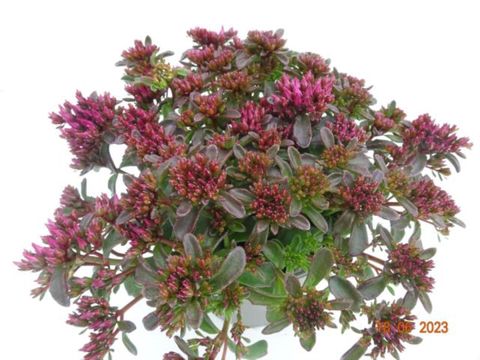 Sedum spurium SPOT ON DEEP ROSE