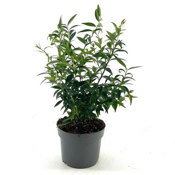 Sarcococca ruscifolia 'Dragon Gate'