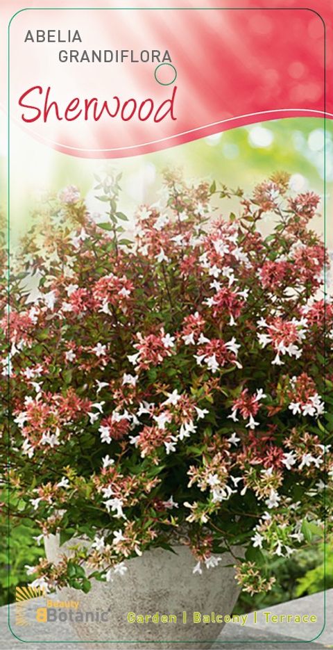 Abelia x grandiflora 'Sherwood'