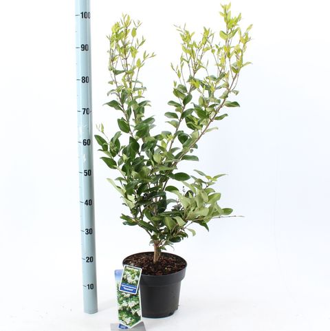 Ligustrum japonicum 'Texanum'