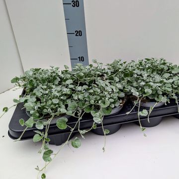 Dichondra argentea 'Silver Falls'