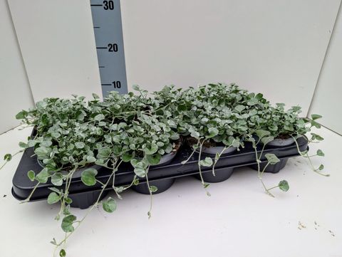 Dichondra argentea 'Silver Falls'