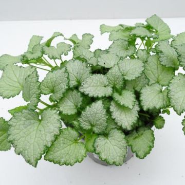Lamium maculatum