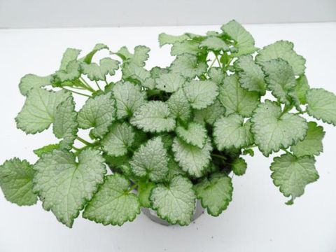 Lamium maculatum