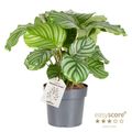 Calathea orbifolia