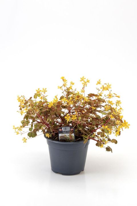 Oxalis spiralis vulcanicola 'Gold'