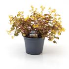 Oxalis spiralis vulcanicola 'Gold'