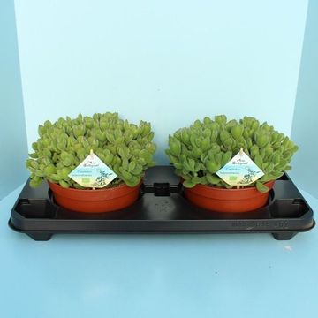 Cotyledon tomentosa ladismithiensis