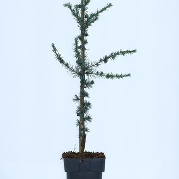 Cedrus libani 'Glauca'