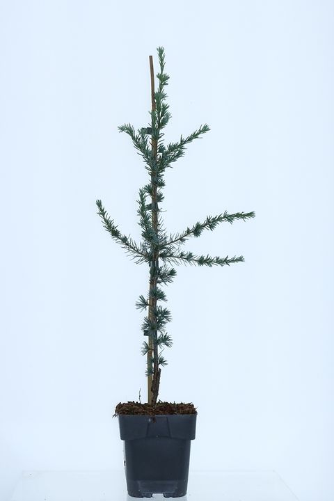 Cedrus libani 'Glauca'