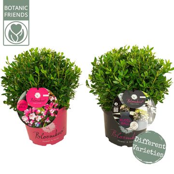 Rhododendron BLOOMBUX MIX