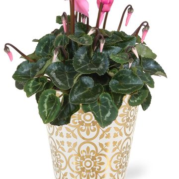 Cyclamen persicum SUPER SERIE S ALLURE MIX