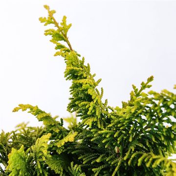 Chamaecyparis obtusa 'Fernspray Gold'