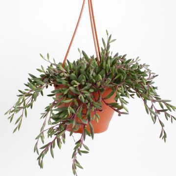 Senecio herreianus 'Purple Flush'