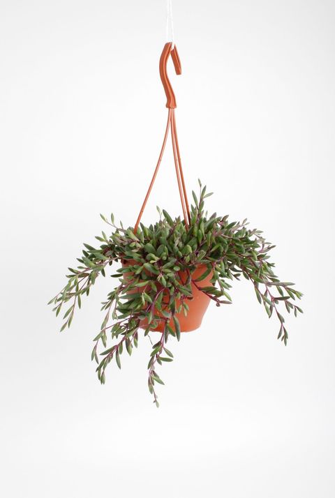 Senecio herreianus 'Purple Flush'