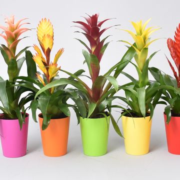 Bromelia MIX