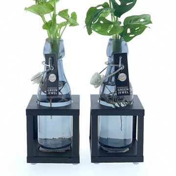 Arrangement Houseplants