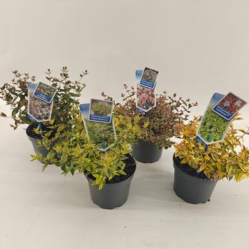 Abelia MIX