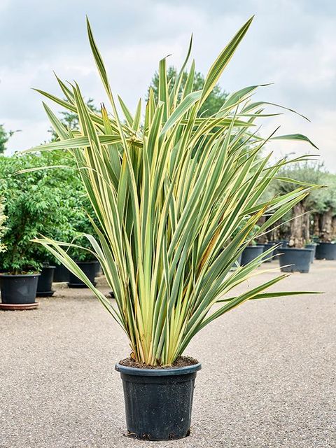 Phormium tenax 'Variegatum'