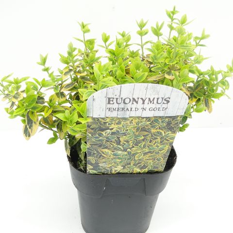 Euonymus fortunei 'Emerald 'n' Gold' — Plant Wholesale FlorAccess