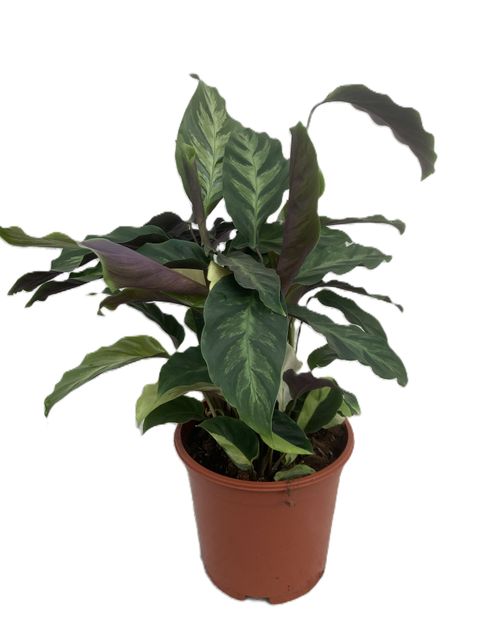 Calathea 'Thai Beauty'  Grossiste en Plantes FlorAccess