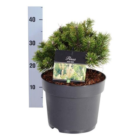 Pinus mugo 'Gnom'