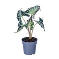 Alocasia 'Loco'