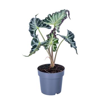 Alocasia 'Loco'