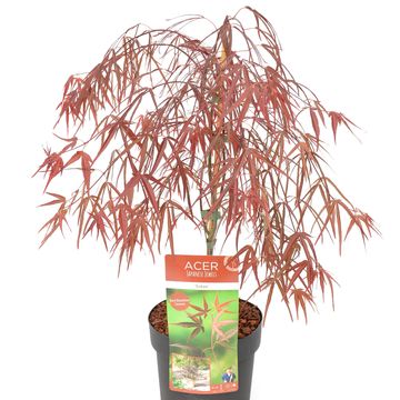 Acer palmatum 'Enkan'