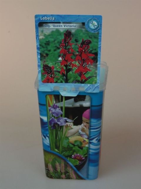 Lobelia 'Queen Victoria'