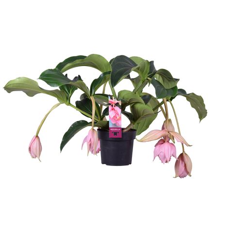 Medinilla magnifica