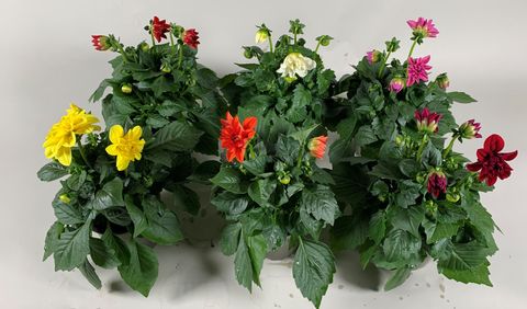 Dahlia DAHLIETTA MIX