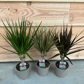 Dracaena fragrans MIX