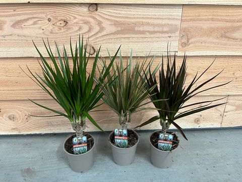 Dracaena fragrans MIX