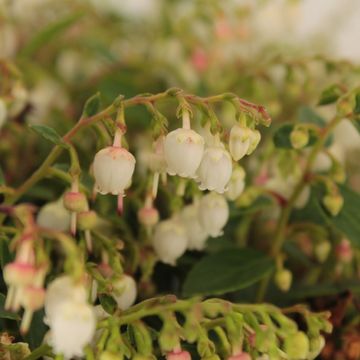 Gaultheria procumbens 'Indian Summer' — Plant Wholesale FlorAccess