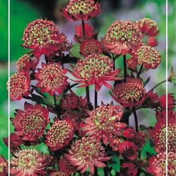 Astrantia major MIX