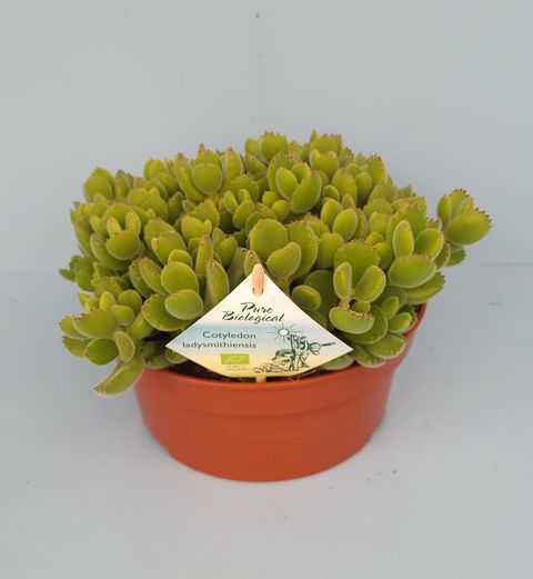 Cotyledon tomentosa ladismithiensis