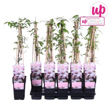 Clematis 'Jan Pawel II' (LL)